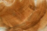 Polished Petrified Wood Limb - Madagascar #105076-2